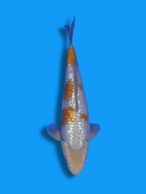 Ginrin Ochiba Shigure | Koi&Co.